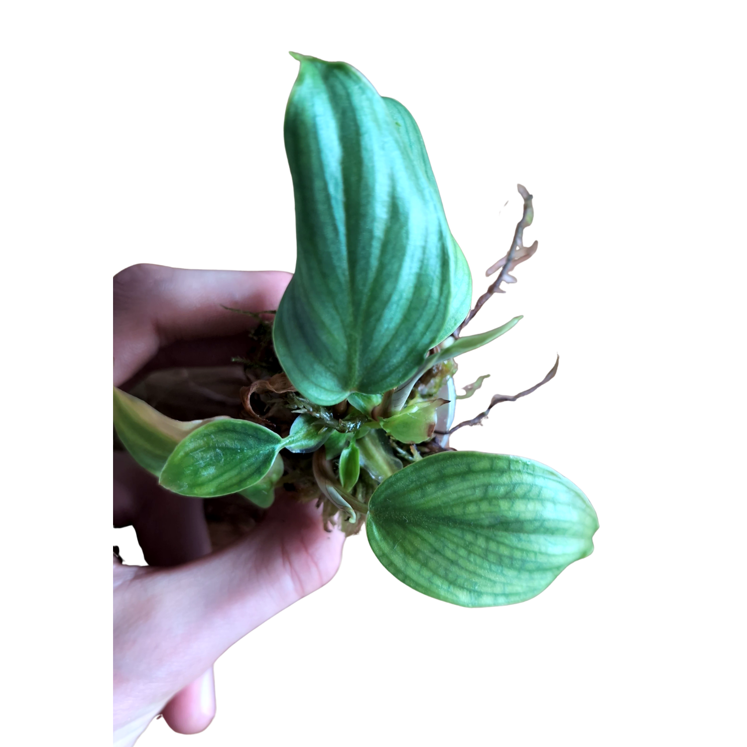 Baby Philodendron Gloriosum plowmanii + selbstbewässernder Übertopf 4